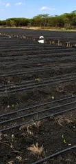 Drip Irrigation System Installation - 1