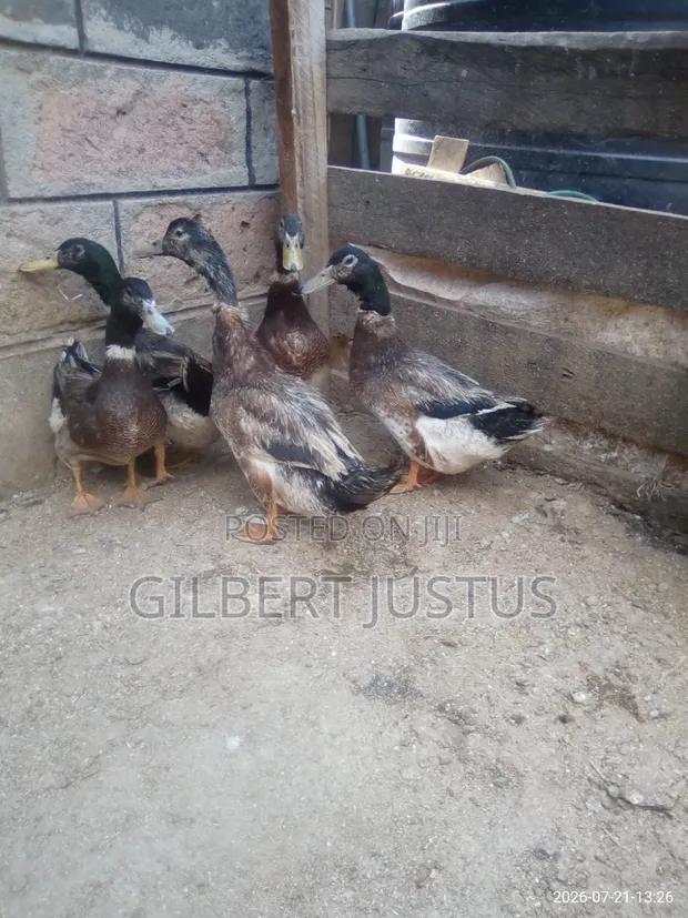 Ducks, Guinea Fowls, African & Chinese Geese, and Eggs - 1