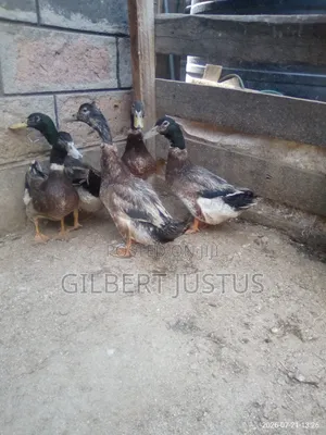 Ducks, Guinea Fowls, African & Chinese Geese, and Eggs