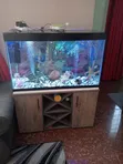 Aquarium with Freshwater Fish and Stand - 1