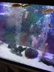 Aquarium with Freshwater Fish and Stand - 2