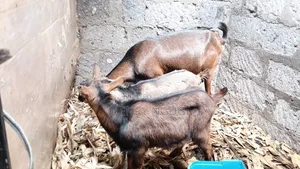 Pedigree German Alpine Dairy Goat - 1st Lactation
