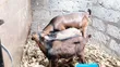 Pedigree German Alpine Dairy Goat - 1st Lactation - 1