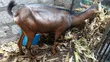 Pedigree German Alpine Dairy Goat - 1st Lactation - 2