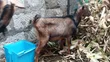 Pedigree German Alpine Dairy Goat - 1st Lactation - 3