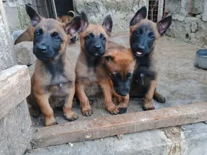 Mbwa Mzaliwa wa Kiume wa Mwezi 3-6 wa Kibelo Malinois Safi