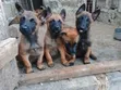 Mbwa Mzaliwa wa Kiume wa Mwezi 3-6 wa Kibelo Malinois Safi - 1