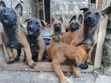Mbwa Mzaliwa wa Kiume wa Mwezi 3-6 wa Kibelo Malinois Safi - 2
