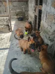 Mbwa Mzaliwa wa Kiume wa Mwezi 3-6 wa Kibelo Malinois Safi - 3
