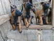 Mbwa Mzaliwa wa Kiume wa Mwezi 3-6 wa Kibelo Malinois Safi - 4