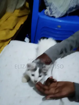 Purebred Persian Kitten - 1-3 Months Old