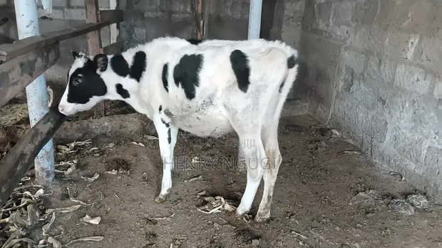 Purebred Holstein Calf - 7 Months Old - 1