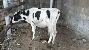 Purebred Holstein Calf - 7 Months Old