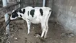 Purebred Holstein Calf - 7 Months Old - 1