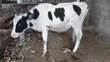 Purebred Holstein Calf - 7 Months Old - 2