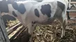 Purebred Holstein Calf - 7 Months Old - 3