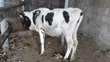 Purebred Holstein Calf - 7 Months Old - 4