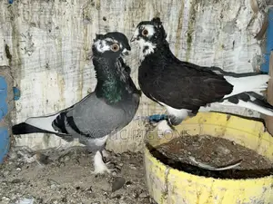 Short Beak Pigeon Pair