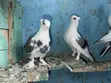 Short Beak Pigeon Pair - 2