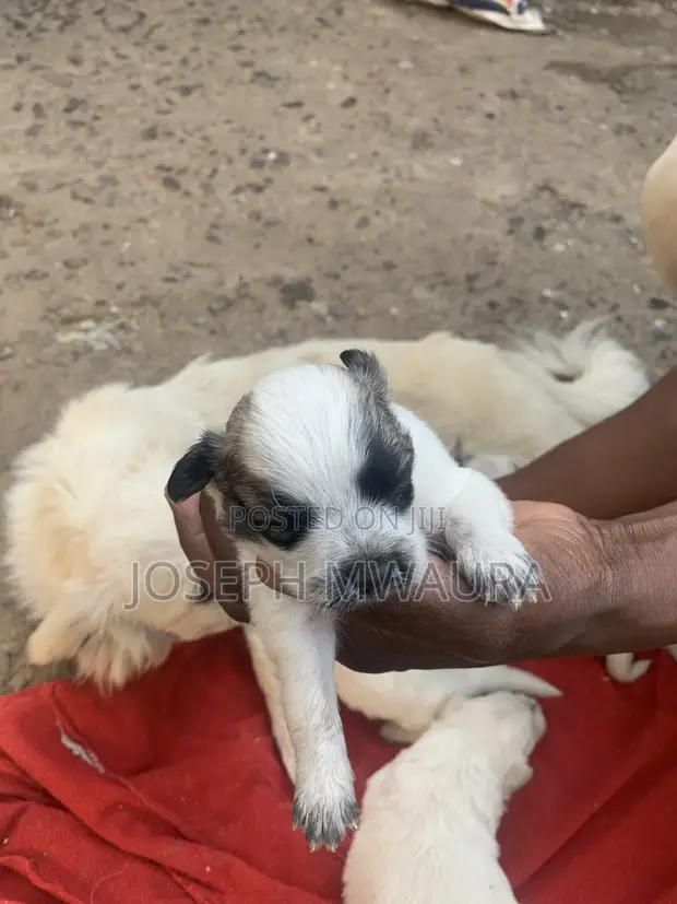 0-1 Month Female Purebred Japanese Spitz Puppy - 1