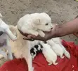 0-1 Month Female Purebred Japanese Spitz Puppy - 3