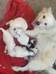 0-1 Month Female Purebred Japanese Spitz Puppy - 5