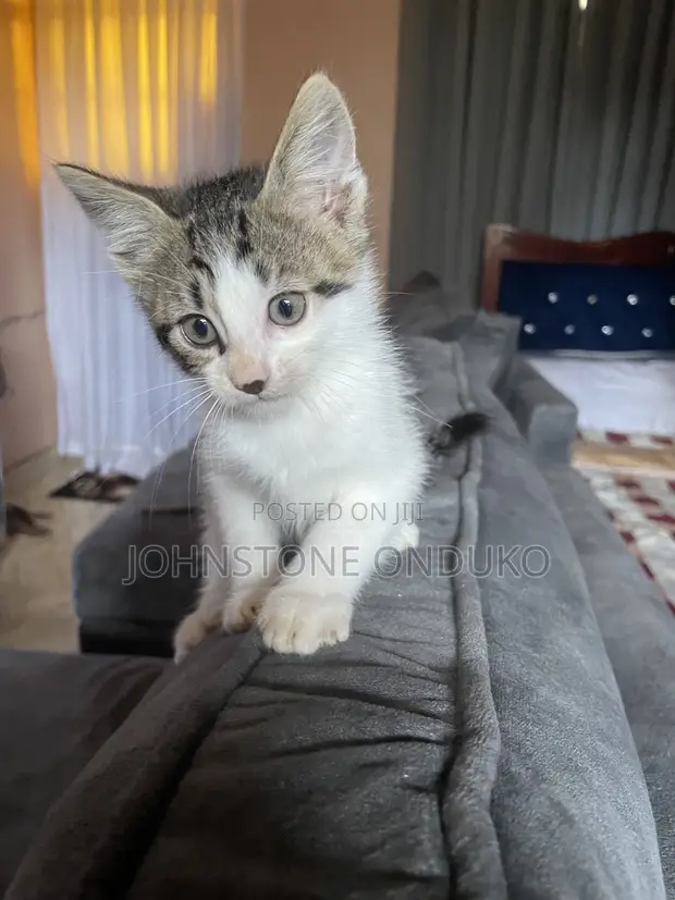 Female Mixed Breed American Shorthair Kitten - 1