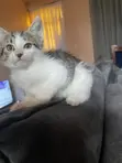 Female Mixed Breed American Shorthair Kitten - 2