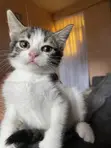 Female Mixed Breed American Shorthair Kitten - 3