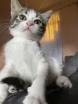 Female Mixed Breed American Shorthair Kitten - 4