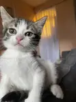 Female Mixed Breed American Shorthair Kitten - 5