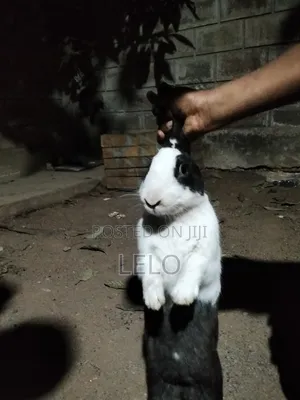 Dutch Rabbit