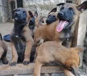 Mbwa Mchanga wa Belgian Malinois Safi (Miezi 1-3)