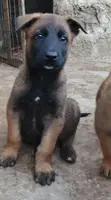 Mbwa Mchanga wa Belgian Malinois Safi (Miezi 1-3) - 2