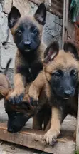 Mbwa Mchanga wa Belgian Malinois Safi (Miezi 1-3) - 3