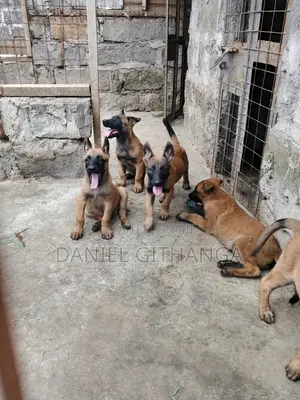 Mbwa Mchanga wa Kiume wa Belgian Malinois Mzazi Safi (1-3 Miezi)