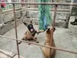 Mbwa Mchanga wa Kiume wa Belgian Malinois Mzazi Safi (1-3 Miezi) - 2