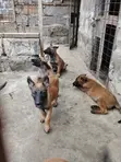 Mbwa Mchanga wa Kiume wa Belgian Malinois Mzazi Safi (1-3 Miezi) - 3