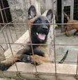 Mbwa Mchanga wa Kiume wa Belgian Malinois Mzazi Safi (1-3 Miezi) - 4