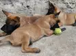 Mbwa Mchanga wa Kiume wa Belgian Malinois Mzazi Safi (1-3 Miezi) - 5