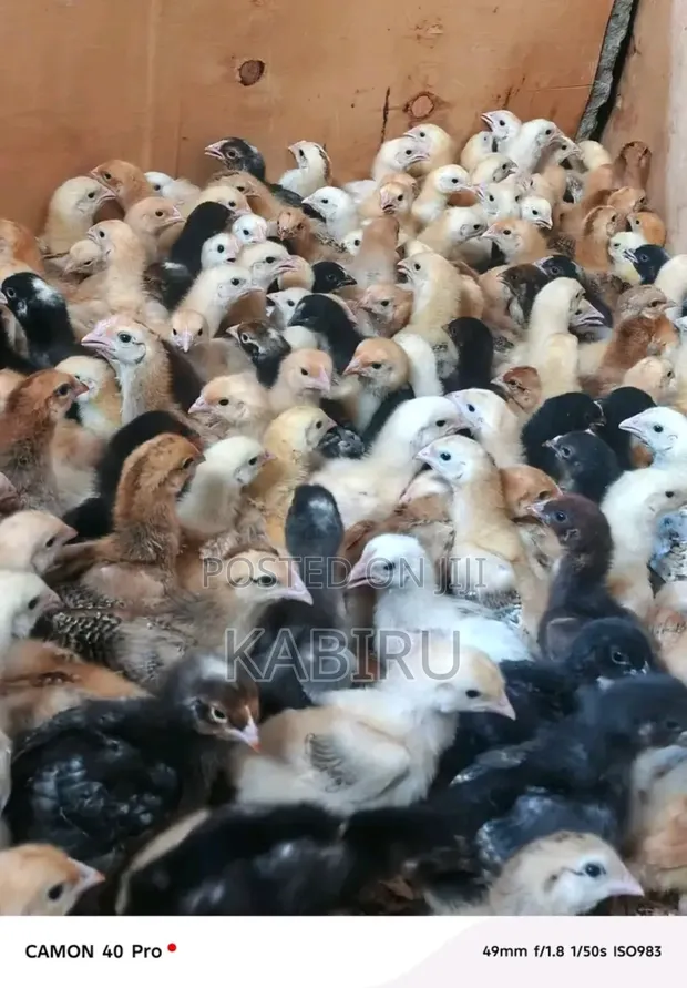 Improved Kienyeji Chicks (1 Day & 1 Month Old) - 1