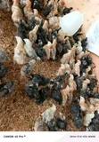 Improved Kienyeji Chicks (1 Day & 1 Month Old) - 2