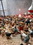 Improved Kienyeji Chicks (1 Day & 1 Month Old) - 3
