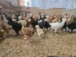 Improved Kienyeji Chicks (1 Day & 1 Month Old) - 4