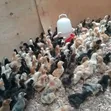 Improved Kienyeji Chicks (1 Day & 1 Month Old) - 5