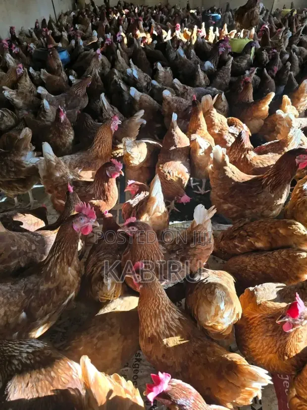 Issa Brown Commercial Layers - 1500 Birds - 1