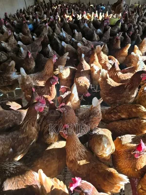 Issa Brown Commercial Layers - 1500 Birds