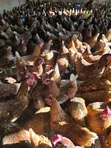 Issa Brown Commercial Layers - 1500 Birds - 1