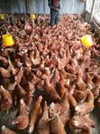 Issa Brown Commercial Layers - 1500 Birds - 2
