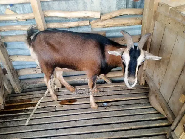 High Quality Pedigree Dairy Goats - 1